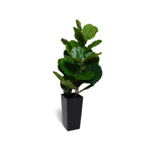 Figowiec 90 cm