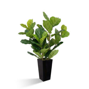 Figowiec 90 cm