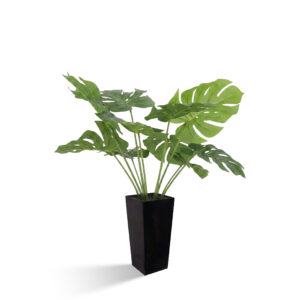 Monstera 60 cm
